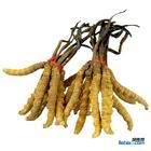 濰坊回收冬蟲夏草 收購同仁堂冬蟲夏草